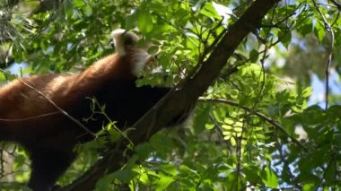 Kızıl Panda ağaca yavaş çekimde tırmanıyor.