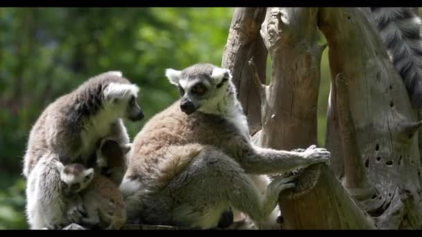 Lémur Bebé Con Familia Cerca Retrato — Vídeo de stock