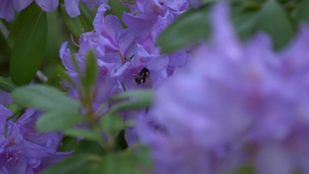 Bumblebee Wewnątrz Kwiat Powolny Ruch Zbliżenie Strzał — Wideo stockowe