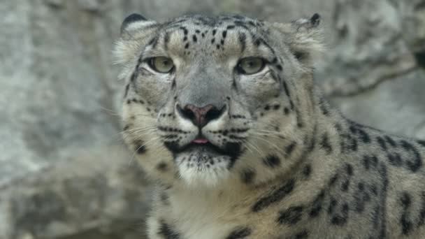 Snow Leopard Super Close Schot Normale Snelheid — Stockvideo