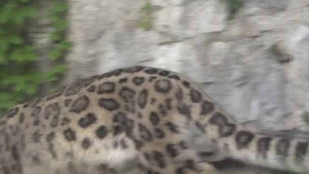 Snow Leopard Sétál Közelről Lövés Normál Sebesség — Stock videók