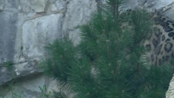 Snow Leopard Walking Cliff Trees Close Shot Normal Speed — Stock video