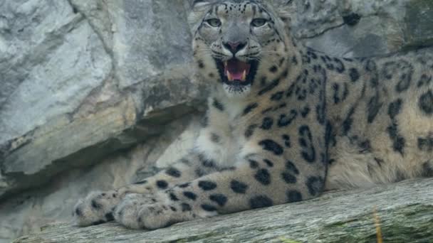 Snow Leopard Közelről Lövés Normál Sebesség — Stock videók
