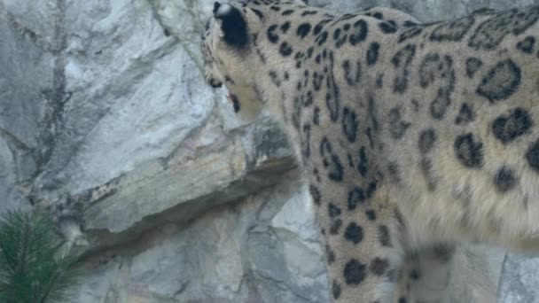 Snö Leopard Lägger Ner Närbild Skott Normal Hastighet — Stockvideo