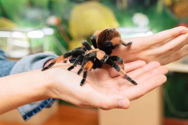 Kolunda büyük bir tarantula örümceği oturuyor..