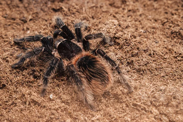 Velký Tarantulový Pavouk Zemitém Povrchu — Stock fotografie