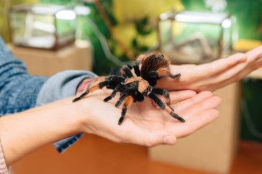 Kolunda büyük bir tarantula örümceği oturuyor..