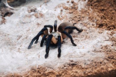 Büyük tarantula örümceği toprak yüzeyinde.