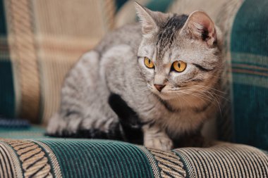 Turuncu gözlü siyah beyaz tekir kedi. Kedi bir kanepede ya da koltukta yatıyor..