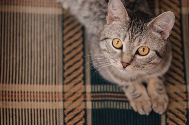 Turuncu gözlü siyah beyaz tekir kedi. Kedi bir kanepede ya da koltukta yatıyor..