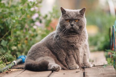 Gri bir İngiliz kedisi yeşil çiçekli bir çiçek tarhının yanındaki tahta kaldırımda oturuyor..