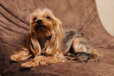 Yorkshire Teriyeri. yorkie. Köpek koltukta..