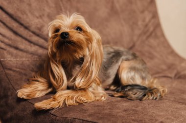 yorkshire terrier. yorkie. dog on the couch. clipart