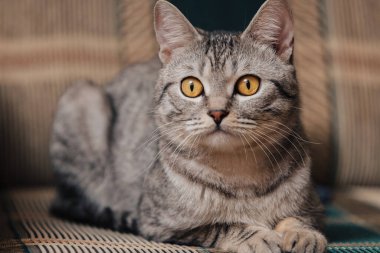 Turuncu gözlü siyah beyaz tekir kedi. Kedi bir kanepede ya da koltukta yatıyor..