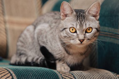 Turuncu gözlü siyah beyaz tekir kedi. Kedi bir kanepede ya da koltukta yatıyor..