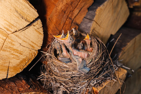 Thrush nest. Bird's nest in the woodshed. Newborn chicks blackbird. Hungry chicks look up and open their beaks and cry.