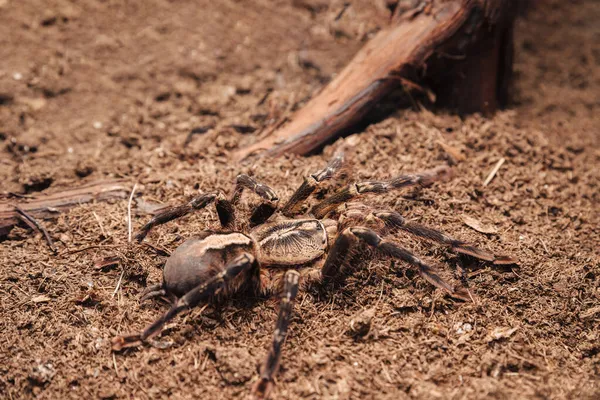 Velký Tarantulový Pavouk Hliněném Víku Teráriu — Stock fotografie
