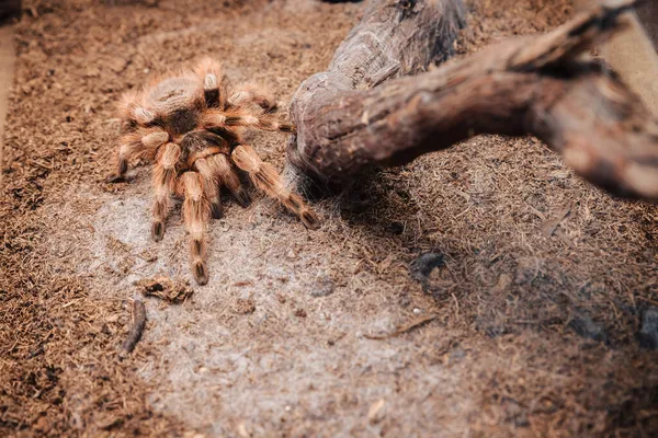 Large Tarantula Spider Earthen Surface — Stock Photo, Image