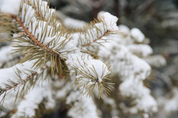 Takken Van Een Kerstboom Bedekt Met Sneeuw Met Sneeuw Bedekte — Stockfoto
