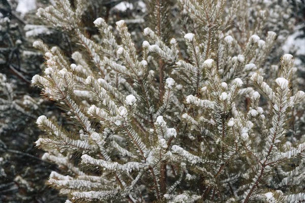 Takken Van Een Kerstboom Bedekt Met Sneeuw Met Sneeuw Bedekte — Stockfoto