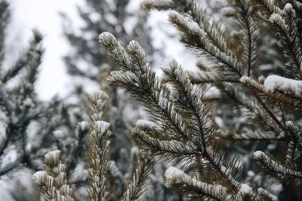 Takken Van Een Kerstboom Bedekt Met Sneeuw Met Sneeuw Bedekte — Stockfoto