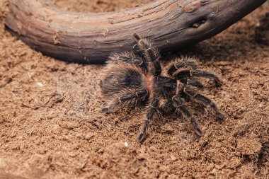 Büyük tarantula örümceği toprak yüzeyinde.