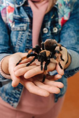 Kolunda büyük bir tarantula örümceği oturuyor..