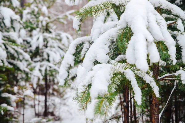 Takken Van Een Kerstboom Bedekt Met Sneeuw Met Sneeuw Bedekte — Stockfoto
