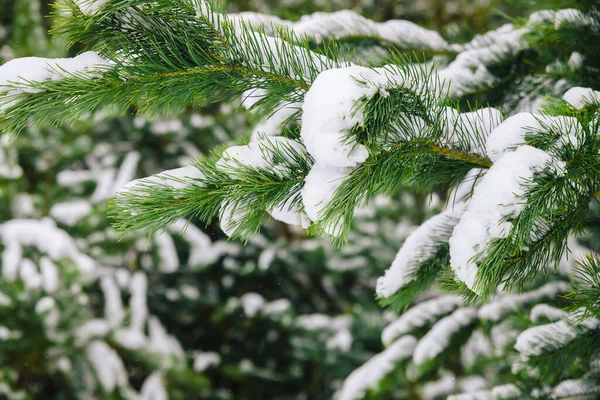 Ramos Uma Árvore Natal Coberta Neve Ramos Cobertos Neve — Fotografia de Stock