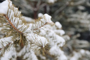 Karla kaplı bir Noel ağacının dalları. Karla kaplı dallar.