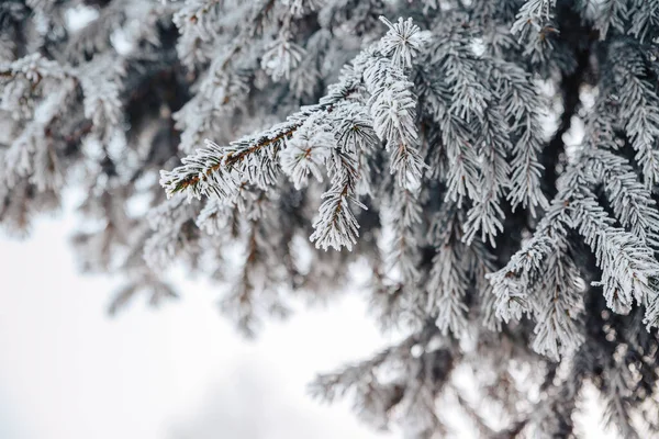 Bir Kozalaklı Ağacın Dalları Iğneleri Buzla Kaplıdır — Stok fotoğraf