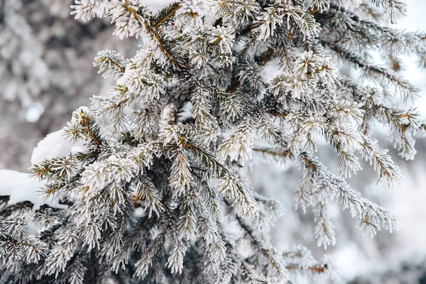Bir Kozalaklı Ağacın Dalları Iğneleri Buzla Kaplıdır — Stok fotoğraf