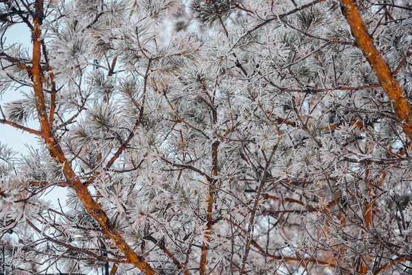 Гілки Голки Хвойного Дерева Покриті Морозами — стокове фото