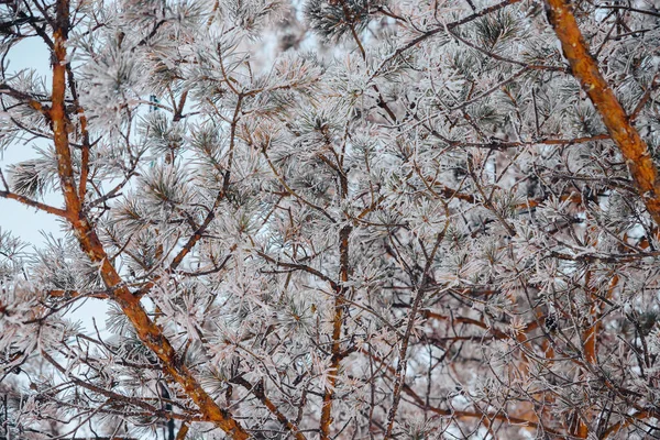 Takken Naalden Van Een Naaldboom Zijn Bedekt Met Vorst — Stockfoto