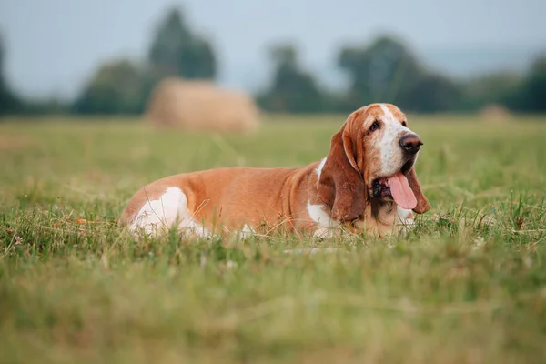 Adult Dog Basset Hound Breed Walks Nature — Fotografia de Stock