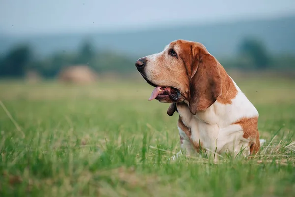 Adult Dog Basset Hound Breed Walks Nature — Fotografia de Stock