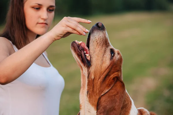 Young Adult Girl Walks Basset Hound Dog Nature Owner Feeds Imagens Royalty-Free