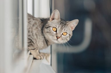 Siyah ve beyaz bir tekir kedi ön pençeleriyle pencerenin kenarında duruyor ve açık güneşli bir havada sokağa bakıyor..