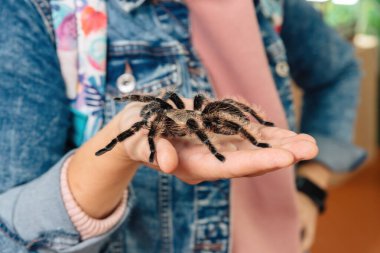 Kolunda büyük bir tarantula örümceği oturuyor..