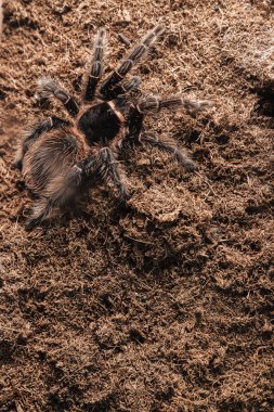 Büyük tarantula örümceği toprak yüzeyinde.