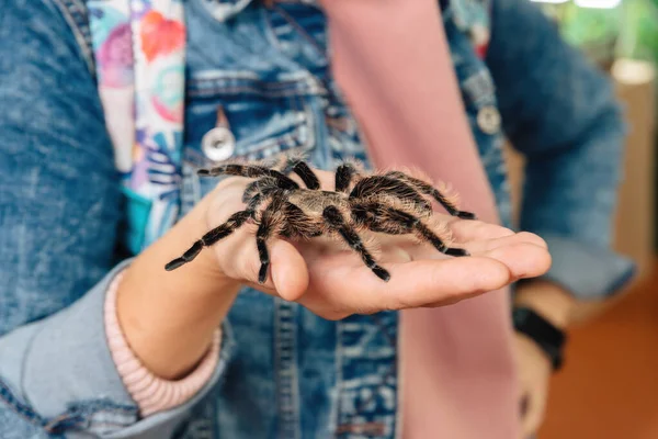 Large Tarantula Spider Sits Arm — Stock Photo, Image