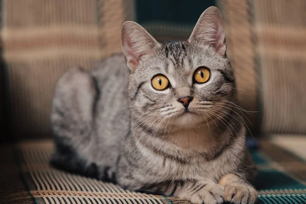 Schwarz Weiß Gestromte Katze Mit Orangen Augen Die Katze Liegt — Stockfoto
