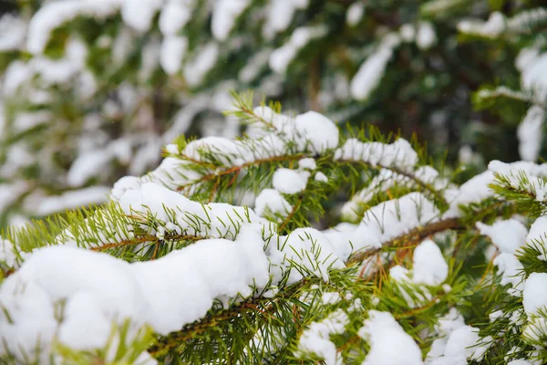 Větve Vánočního Stromku Pokryté Sněhem Sněhem Pokryté Větve — Stock fotografie