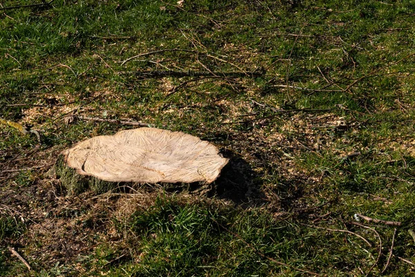 緑の芝生の背景に大きな木の下に日の出の切り株 — ストック写真