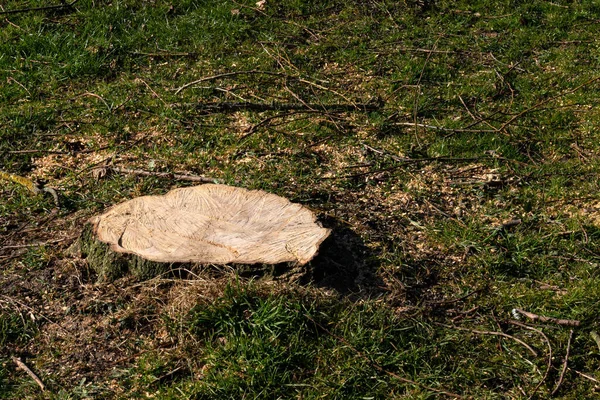 Pniak Ściętego Dużego Drzewa Tle Zielonej Trawy Zbliżenie — Zdjęcie stockowe