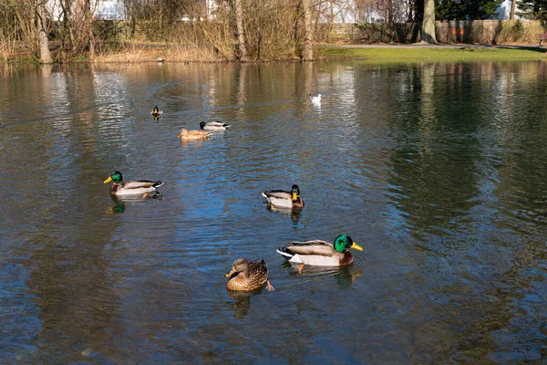 Ducks Floating City Pond Early Spring — Stock Photo, Image