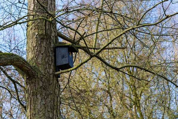 Ptačí Budka Stromě Jaře Listy Stromech Ještě Nerozštípaly — Stock fotografie