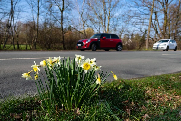 Narcisos Primavera Lado Carretera Los Coches Fondo Están Fuera Foco — Foto de Stock