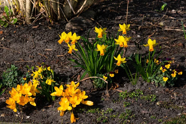 Baharda nergisler ve diğer sarı çiçekler. Yakın çekim..
