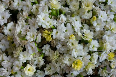 Kalanchoe çiçeğinin küçük sarı ve beyaz çiçekleri. Kapat..